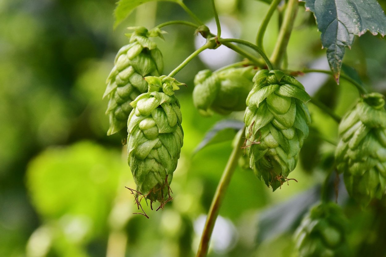 Хмель обыкновенныи