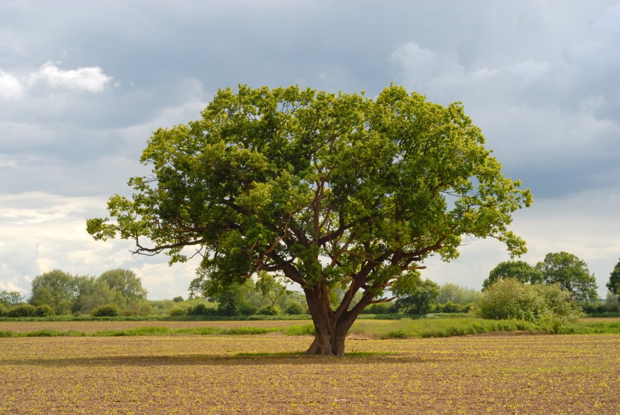 Анчар плоды