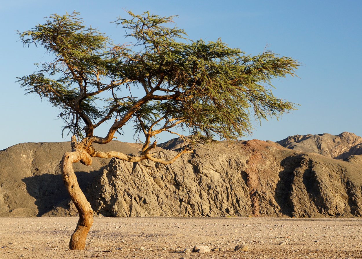 Анчар дерево