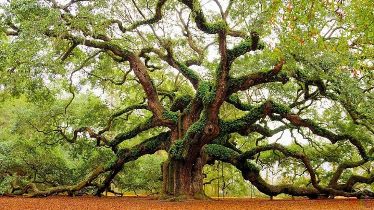 Махагуа дерево