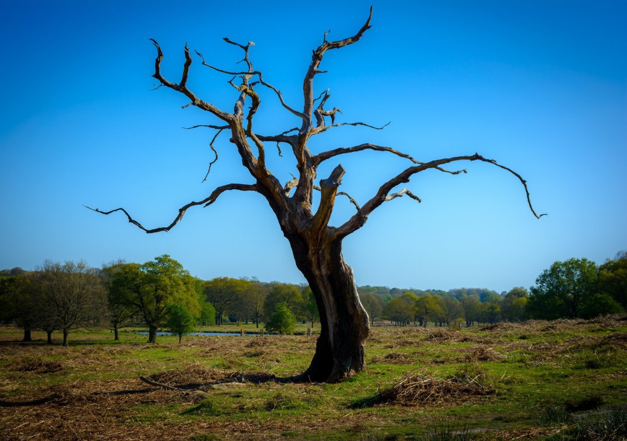Дерево Анчар Хайнань