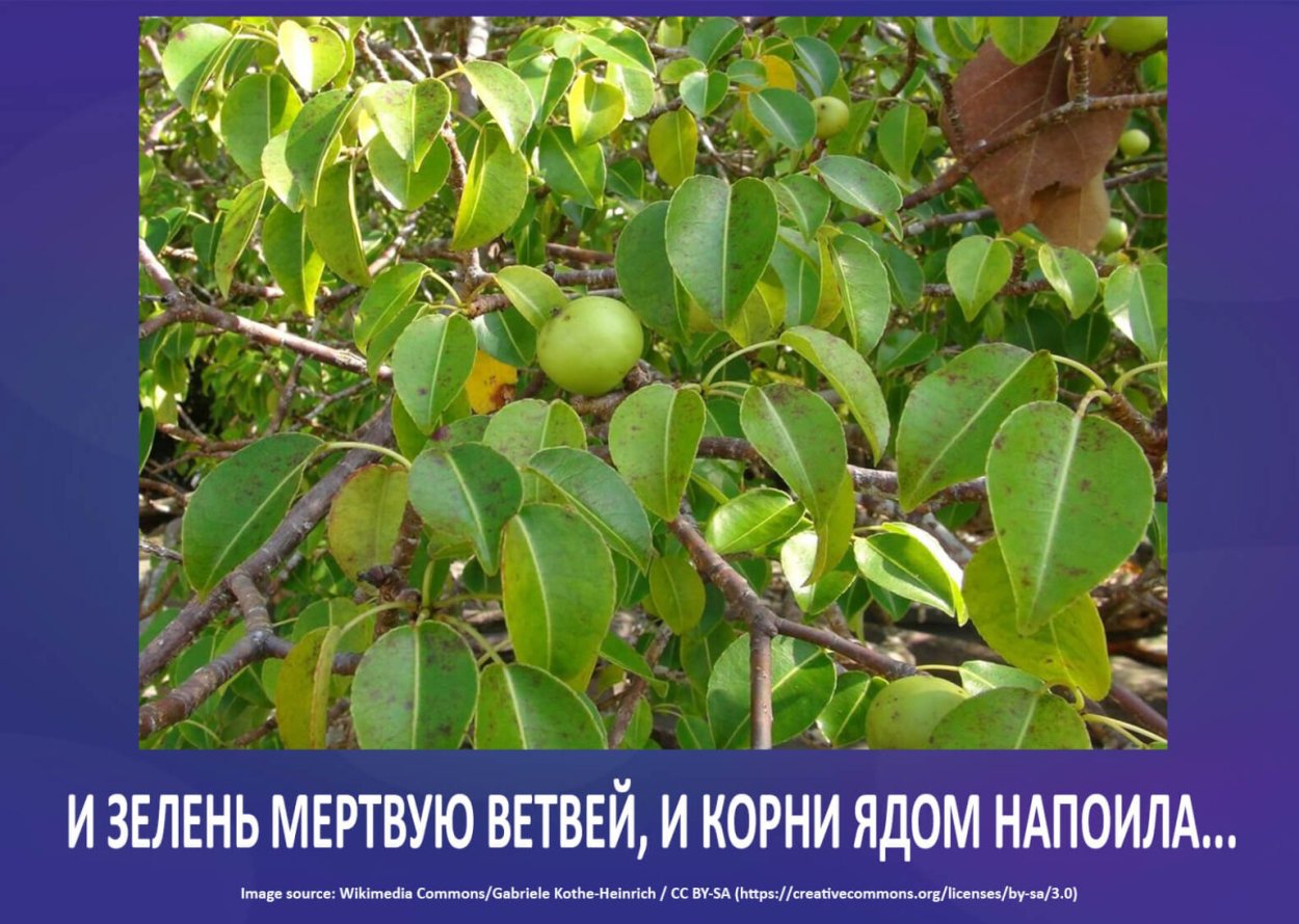 Манцинелла где растет