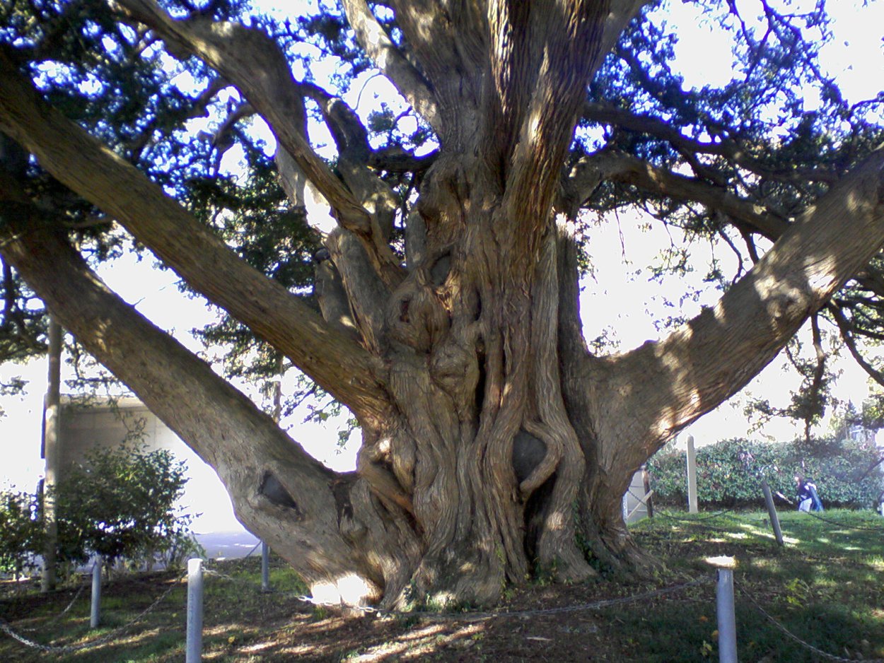 Пустыня Аризона деревья