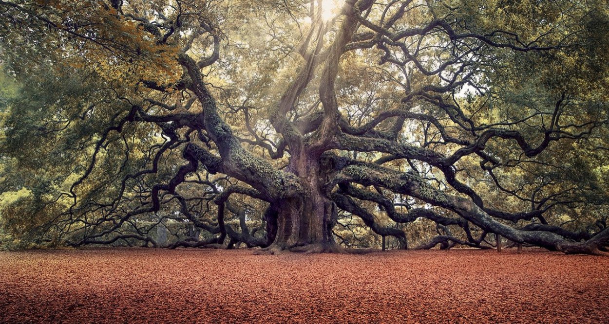 Большое ветвистое дерево