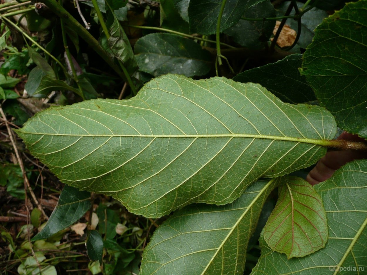 Ангельский дуб Южная Каролина