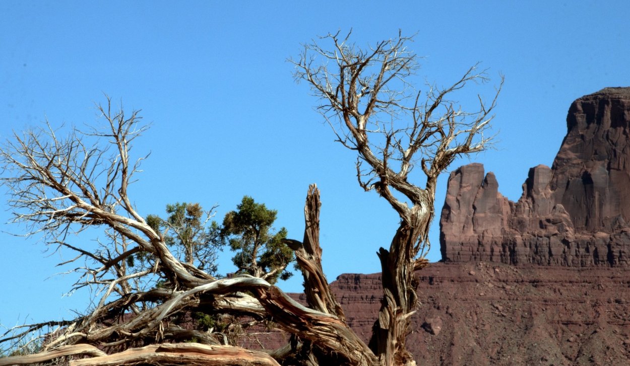 Дерево в пустыне