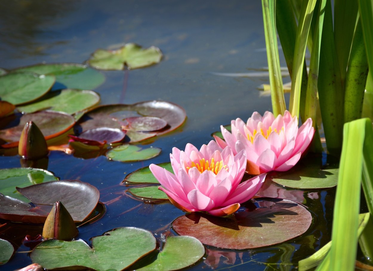 Пруд с кувшинками