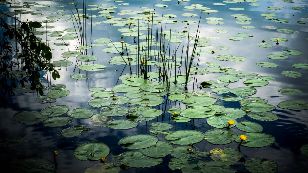 Echo Lake кувшинки