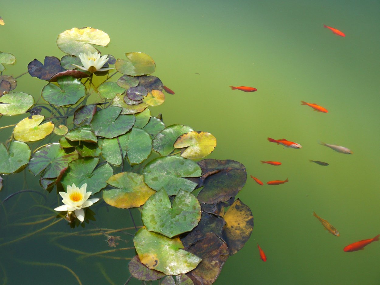 Кувшинки и рыбки