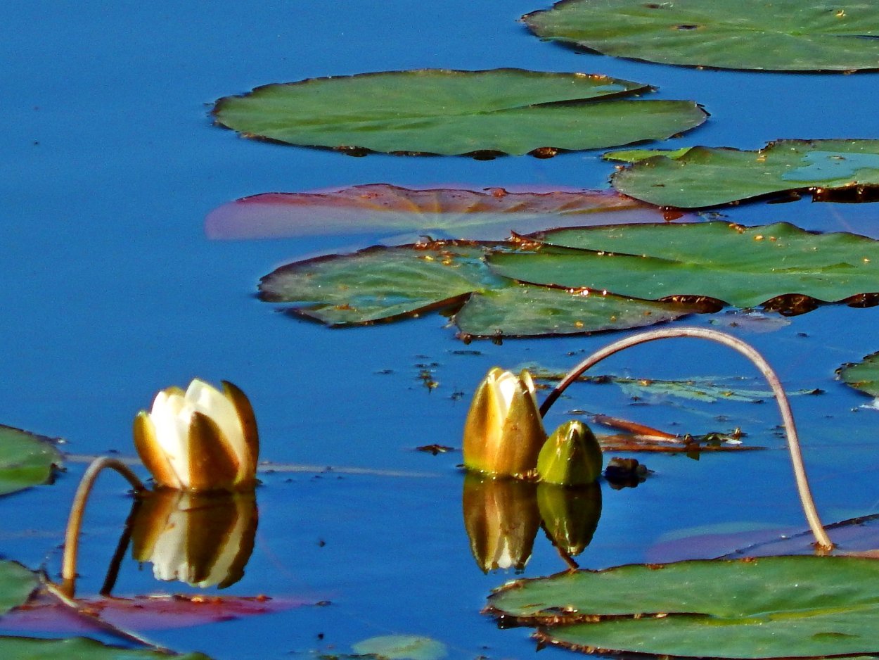 Рубское озеро кувшинки
