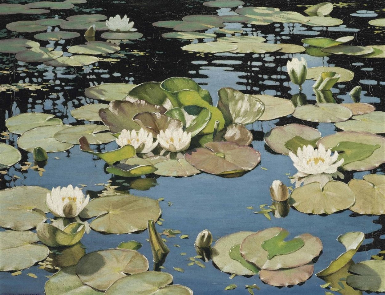 Прудик Аптекарский кувшинки