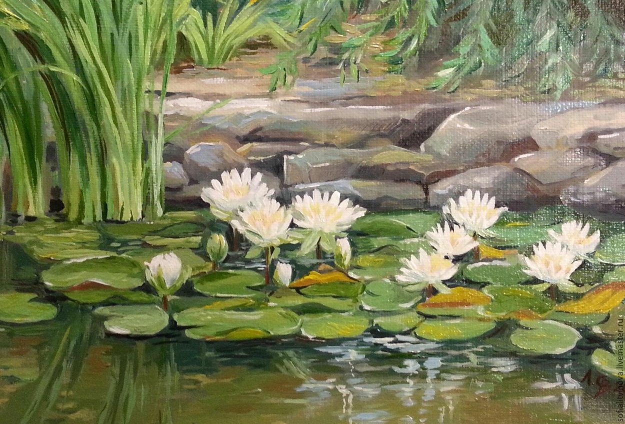 Растения озера