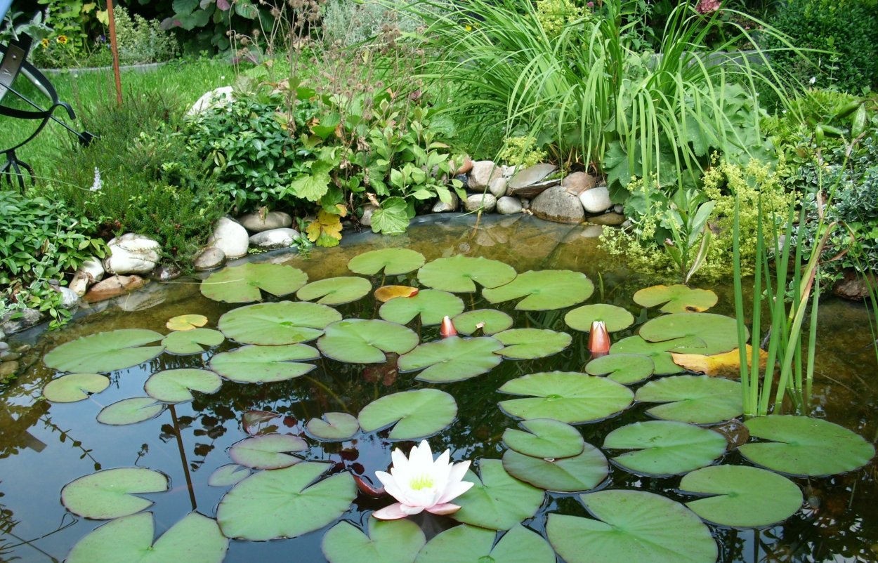 Левитан кувшинки