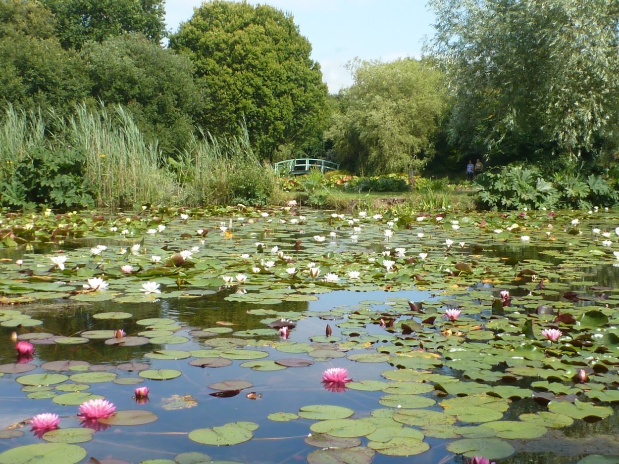 Новознаменка парк пруд с кувшинками