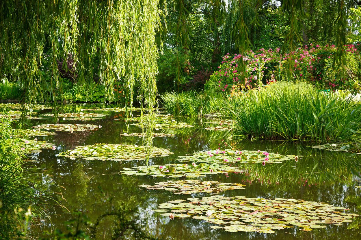 Ээро Ярнефельт кувшинки