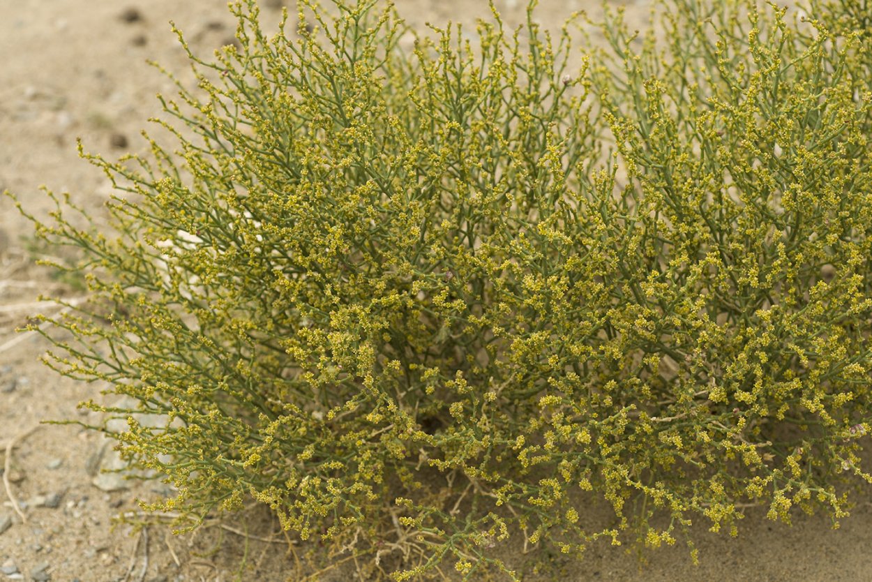 Ежовник Анабазис