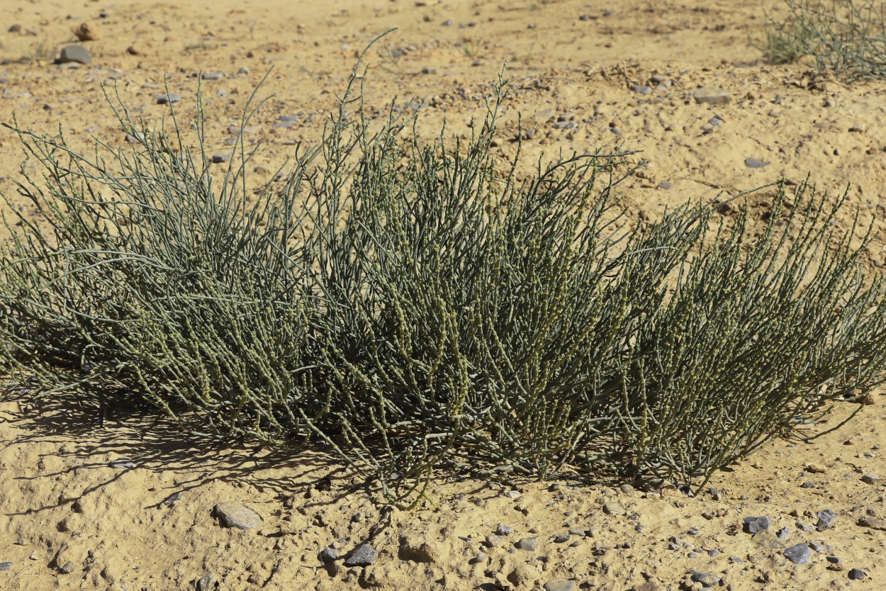 Ежовник Анабазис