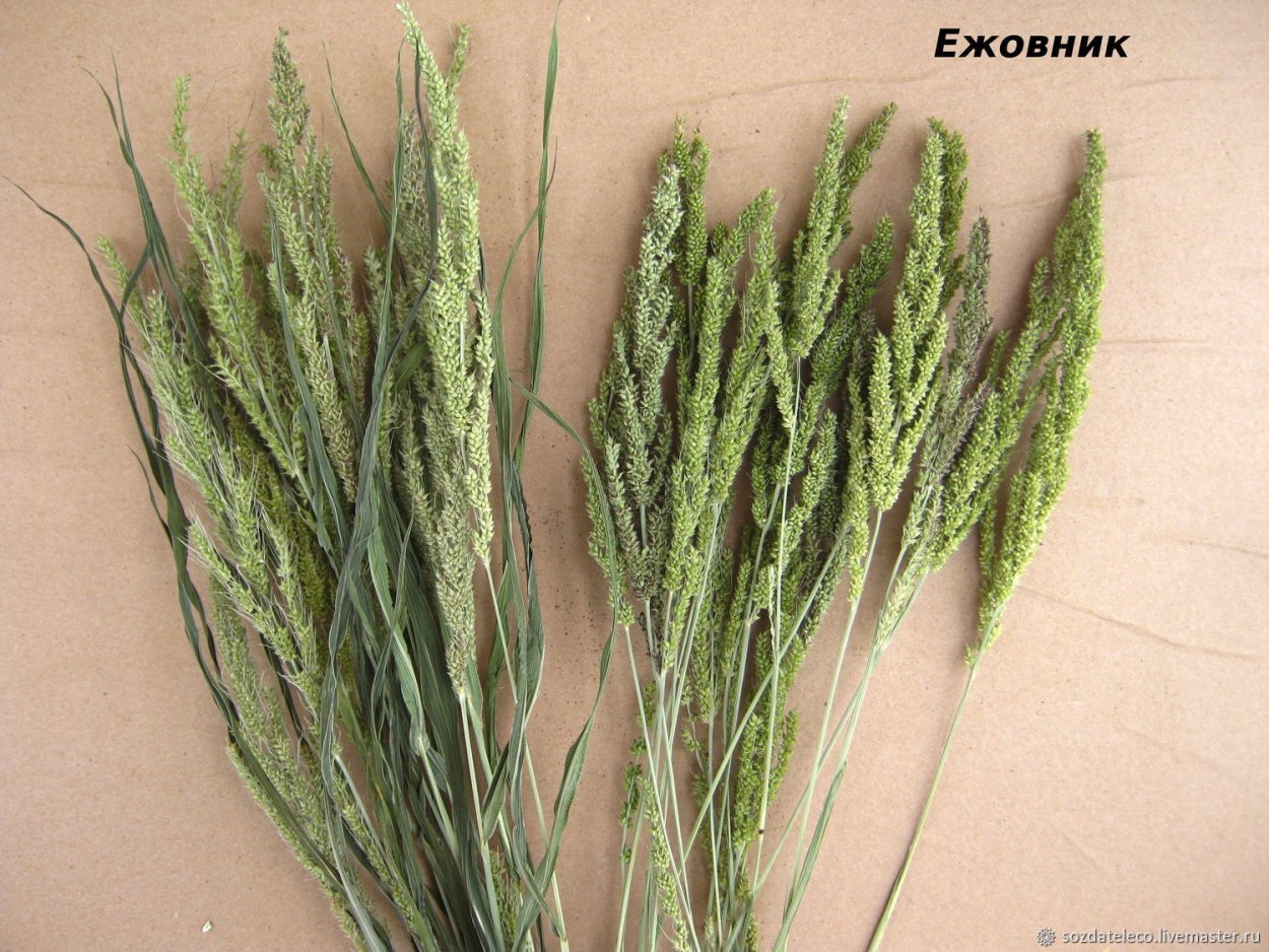 Сорго щетинник