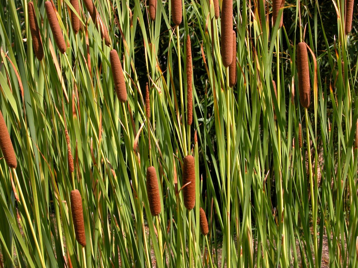 Рогоз узколистный (Typha angustifolia l.)