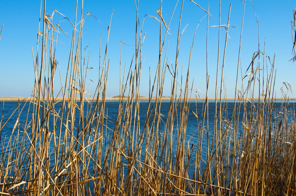 Камыш щетиновидный