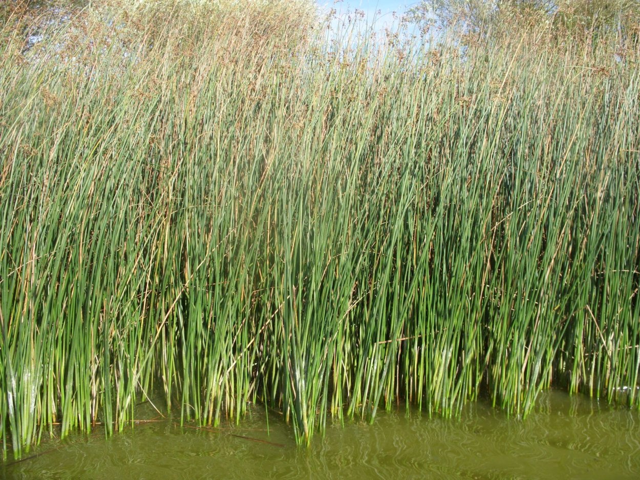 Схеноплектус Озёрный