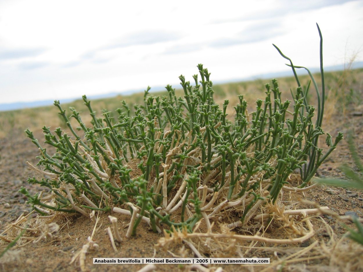 Ежовник Анабазис