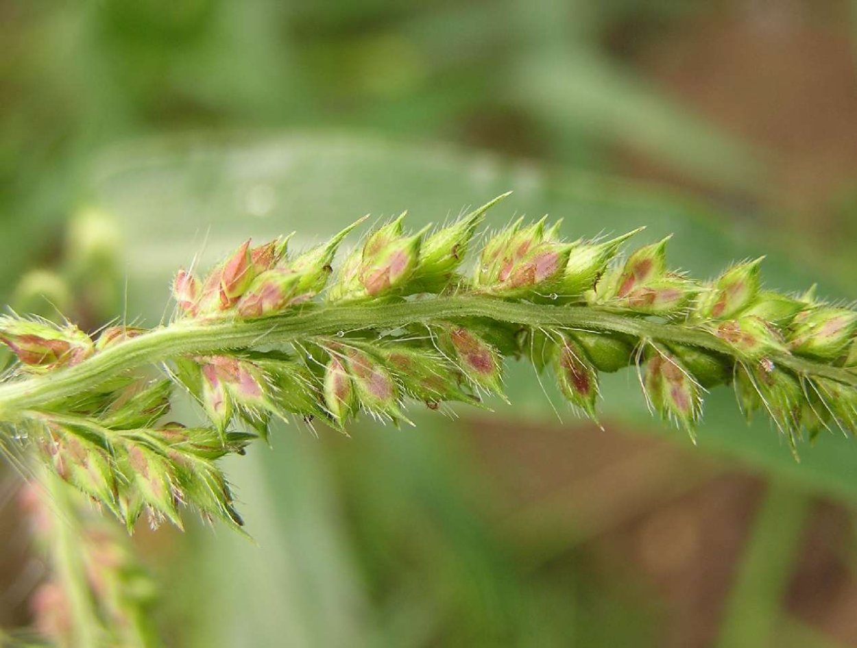 Ежовник обыкновенный