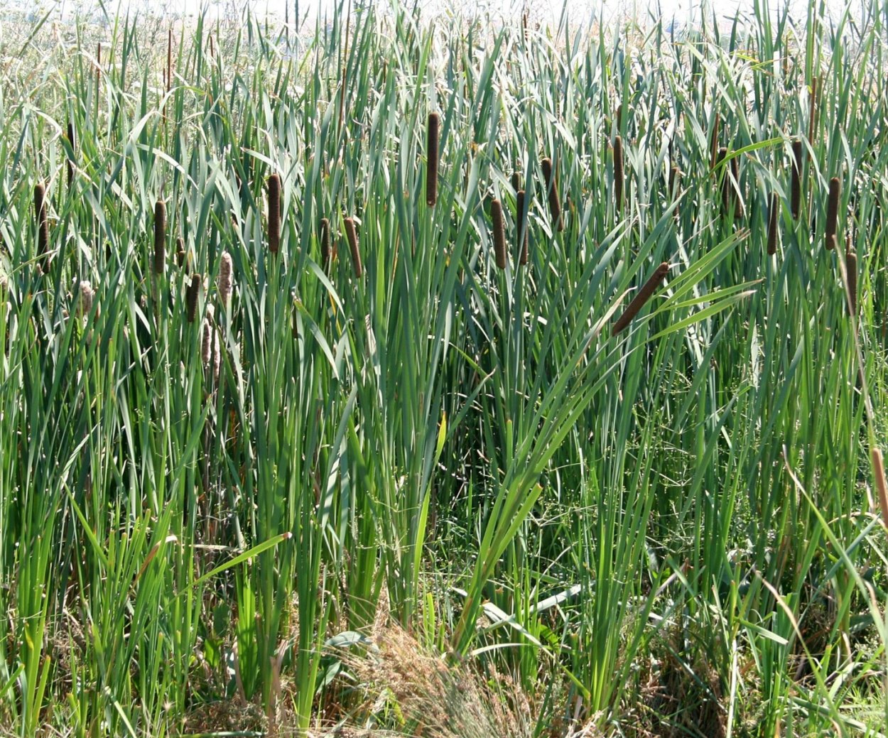 Рогоз широколистный (Typha latifolia)