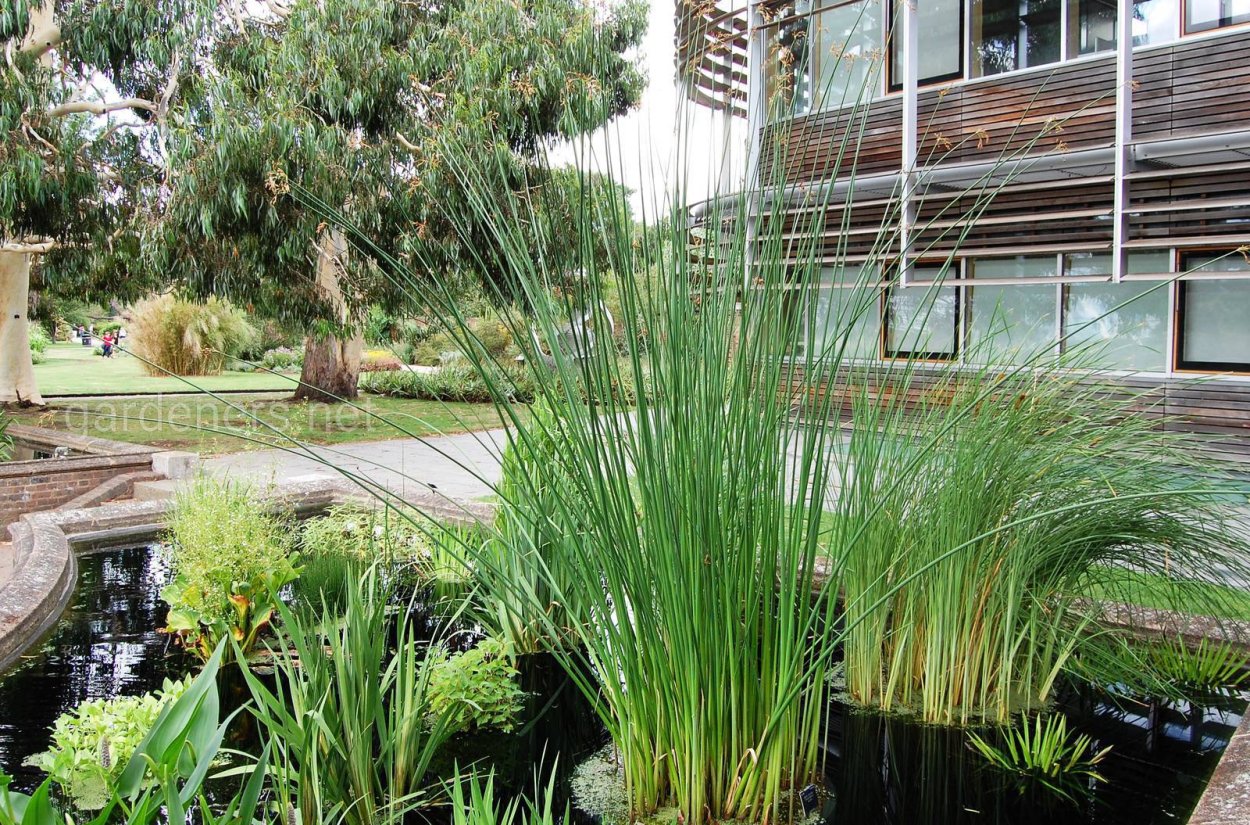 Камыш Озёрный