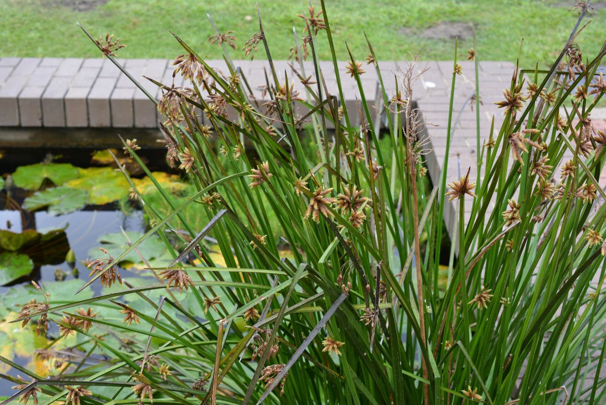 Рогоз Озерный