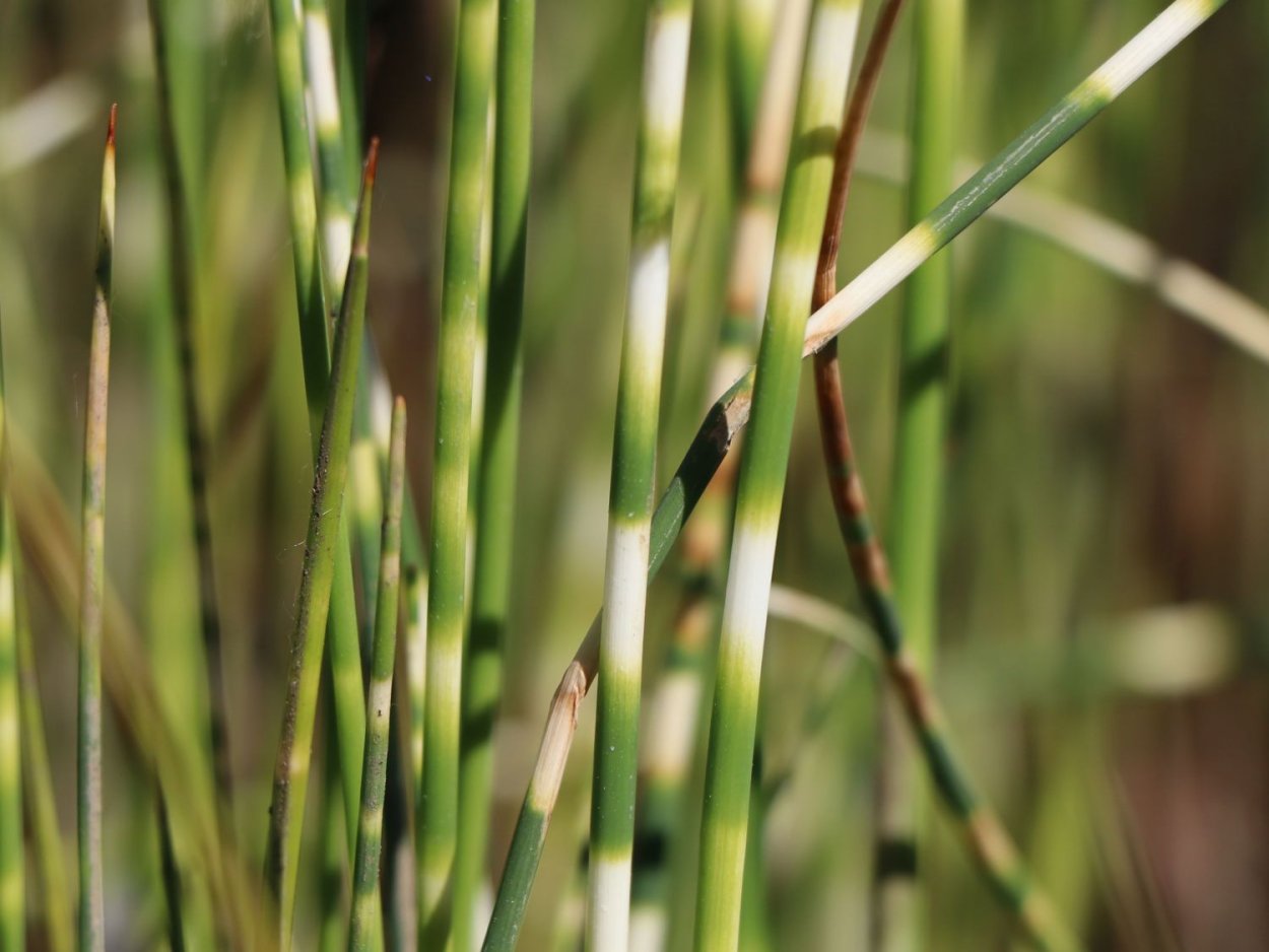 Камыш рогоз чакан