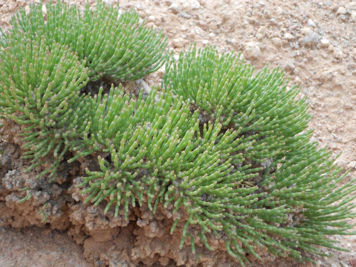 Ежовник обыкновенный