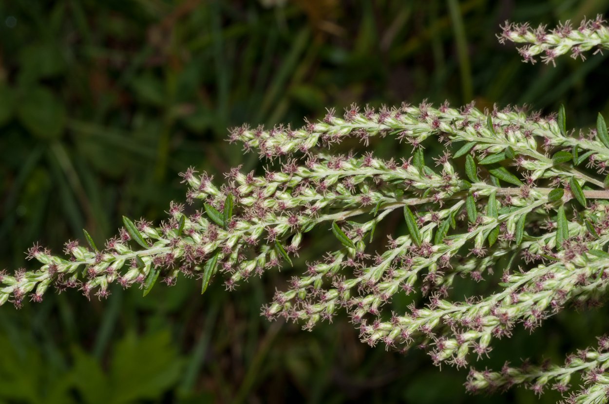 Ежовник Анабазис