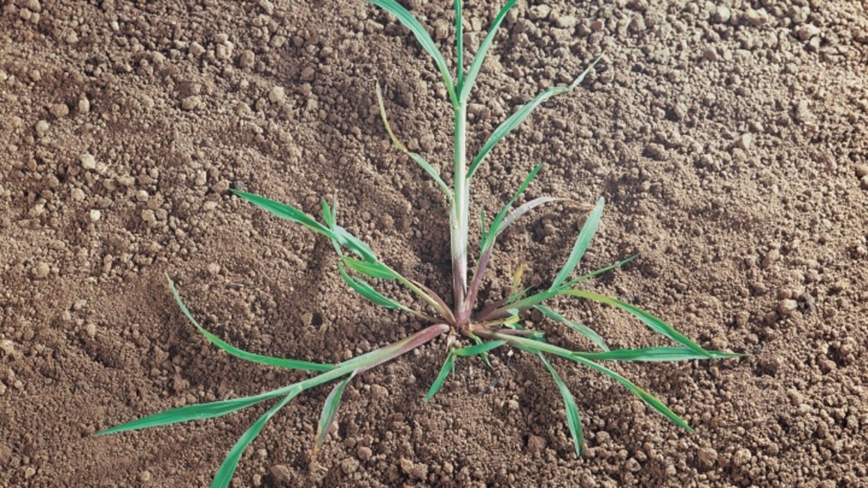 Ежовник – биюрғун