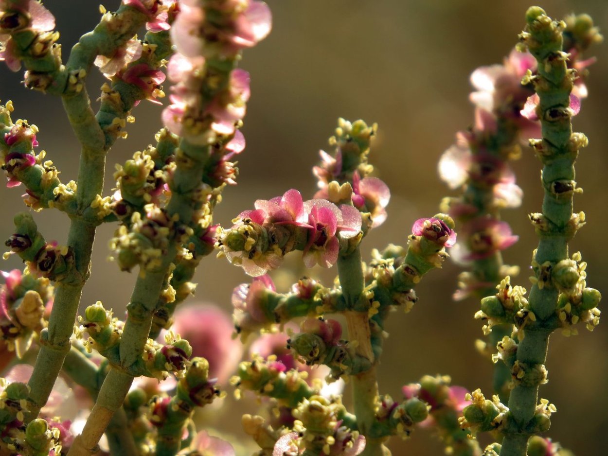 Ежовник обыкновенный