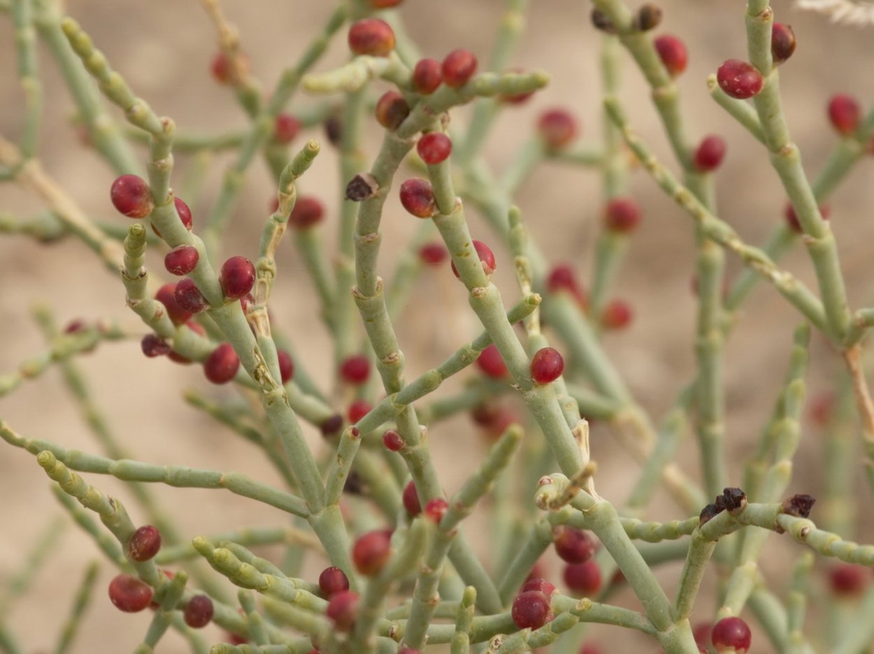 Ежовник Пеллиота