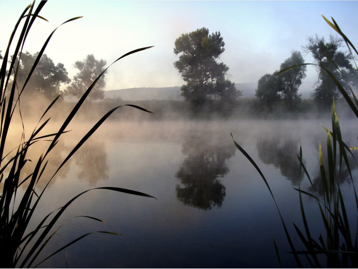 Камыш Табернемонтана Scirpus tabernaemontani