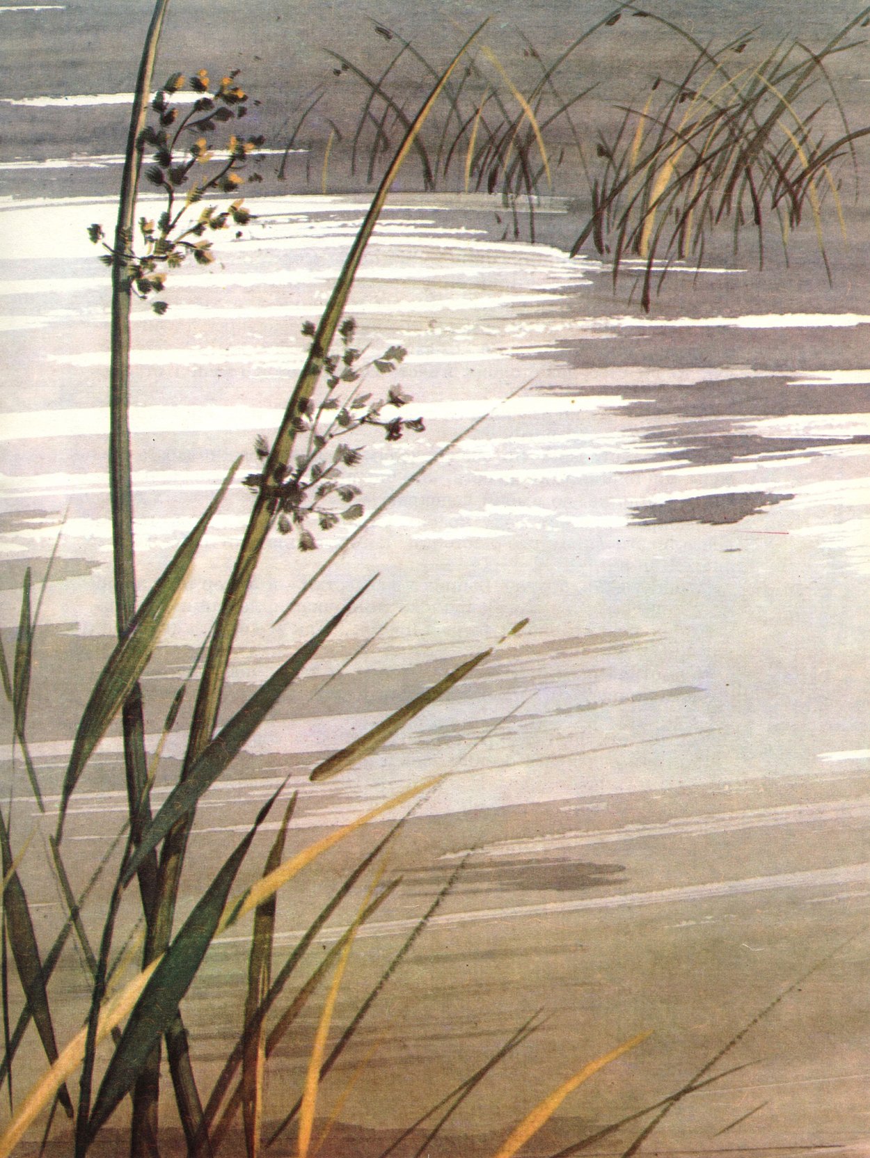 Камыш для детей