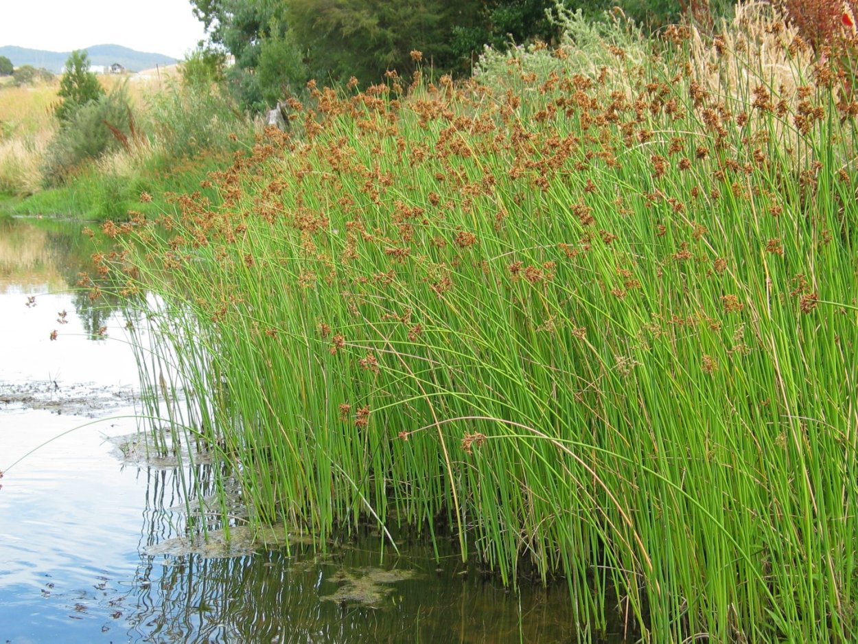 Трава Минимализм