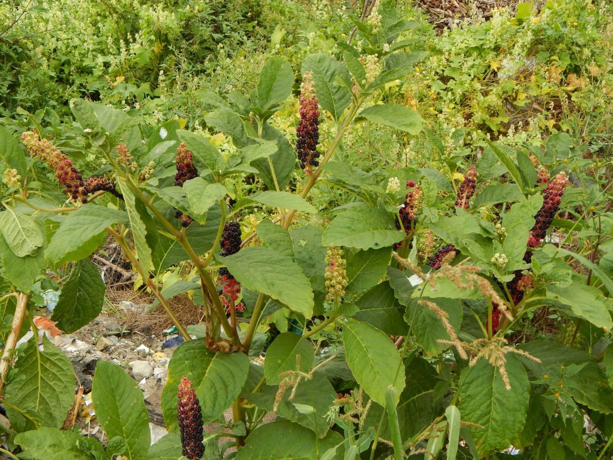 Лаконос Лиана