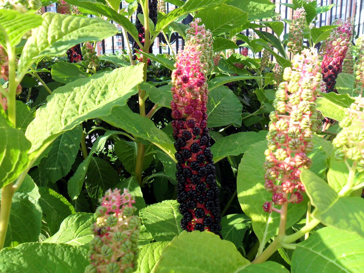 Лаконос американский антрацит