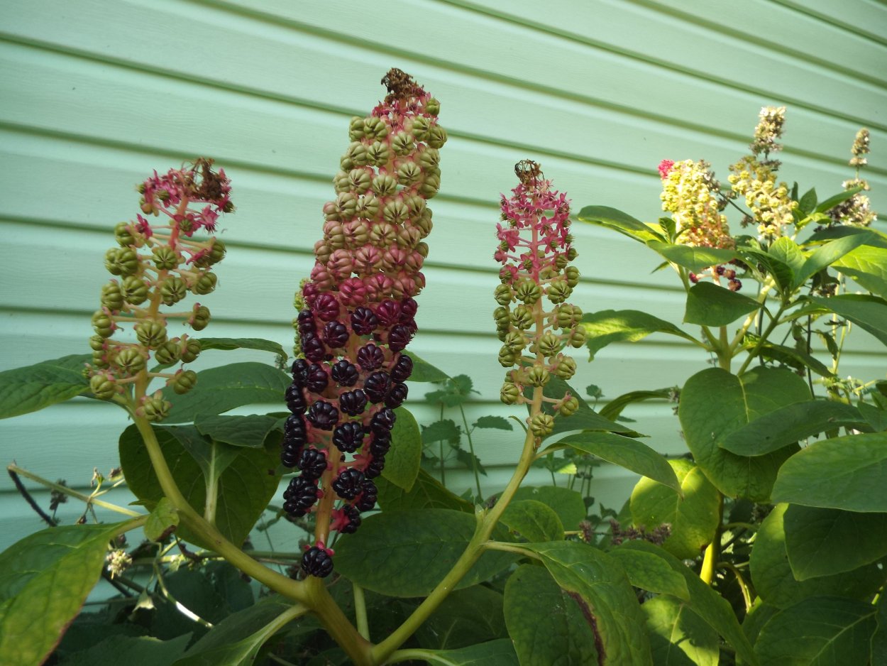 Лаконос фитолакка костянковый