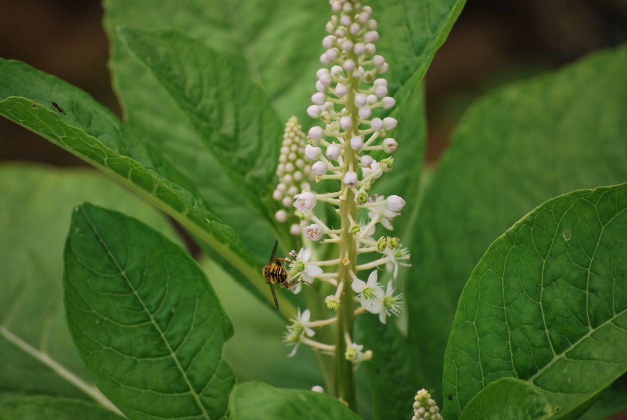 Лаконос американский фитолакка