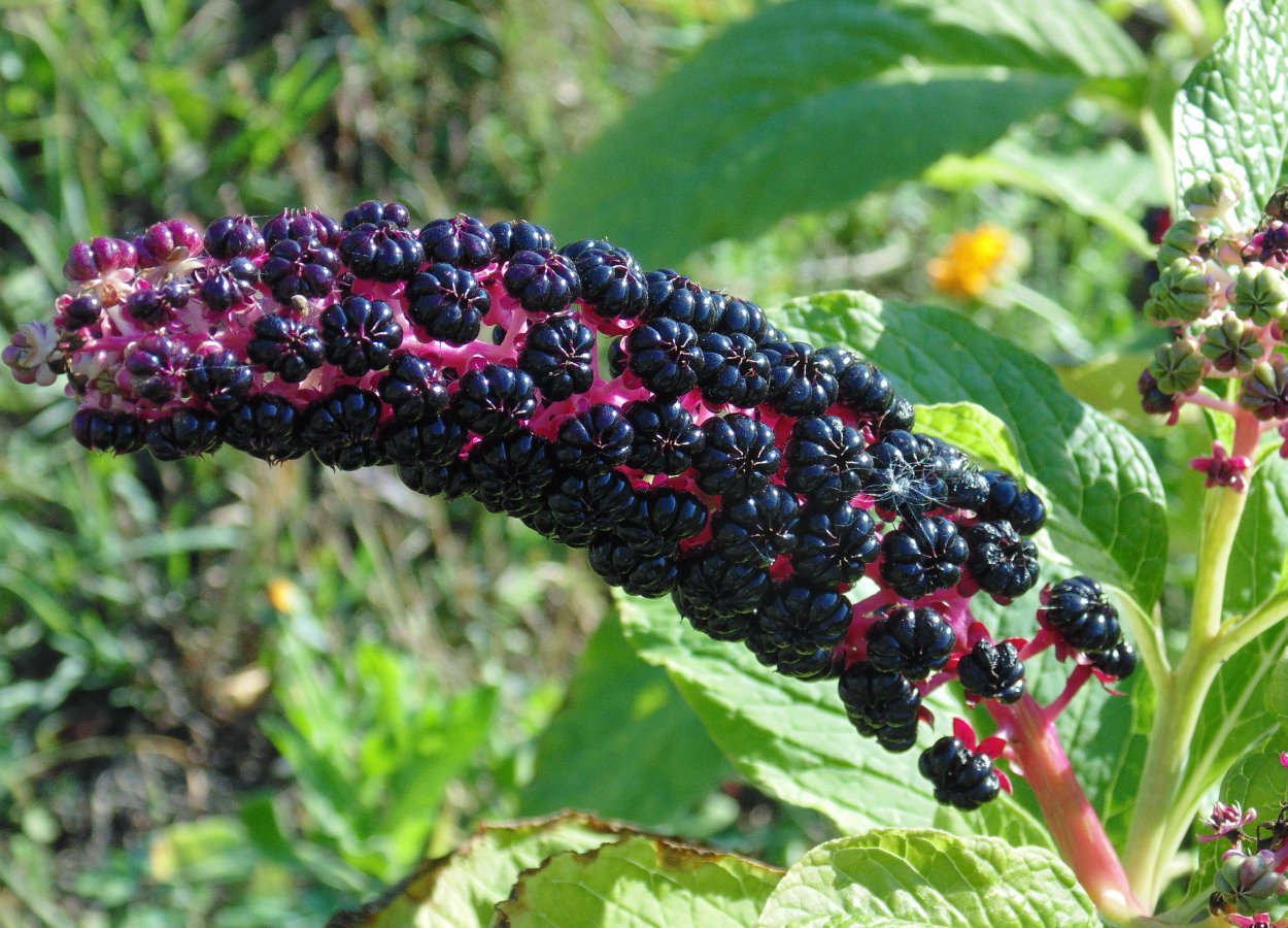 Фитолакка куст