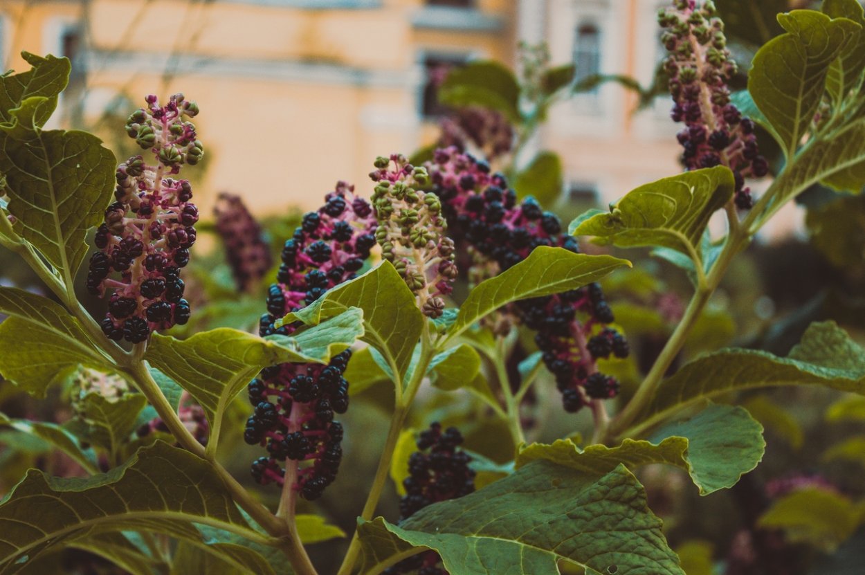 Лаконос растение