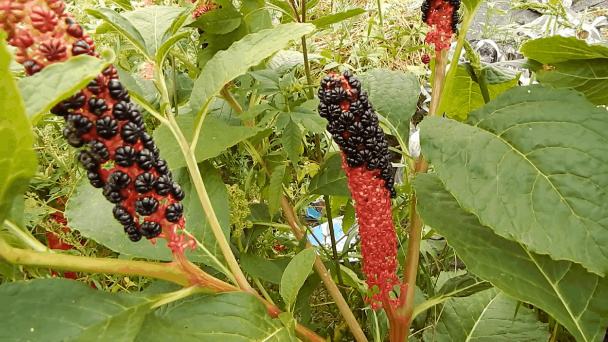 Фитолакка лаконос