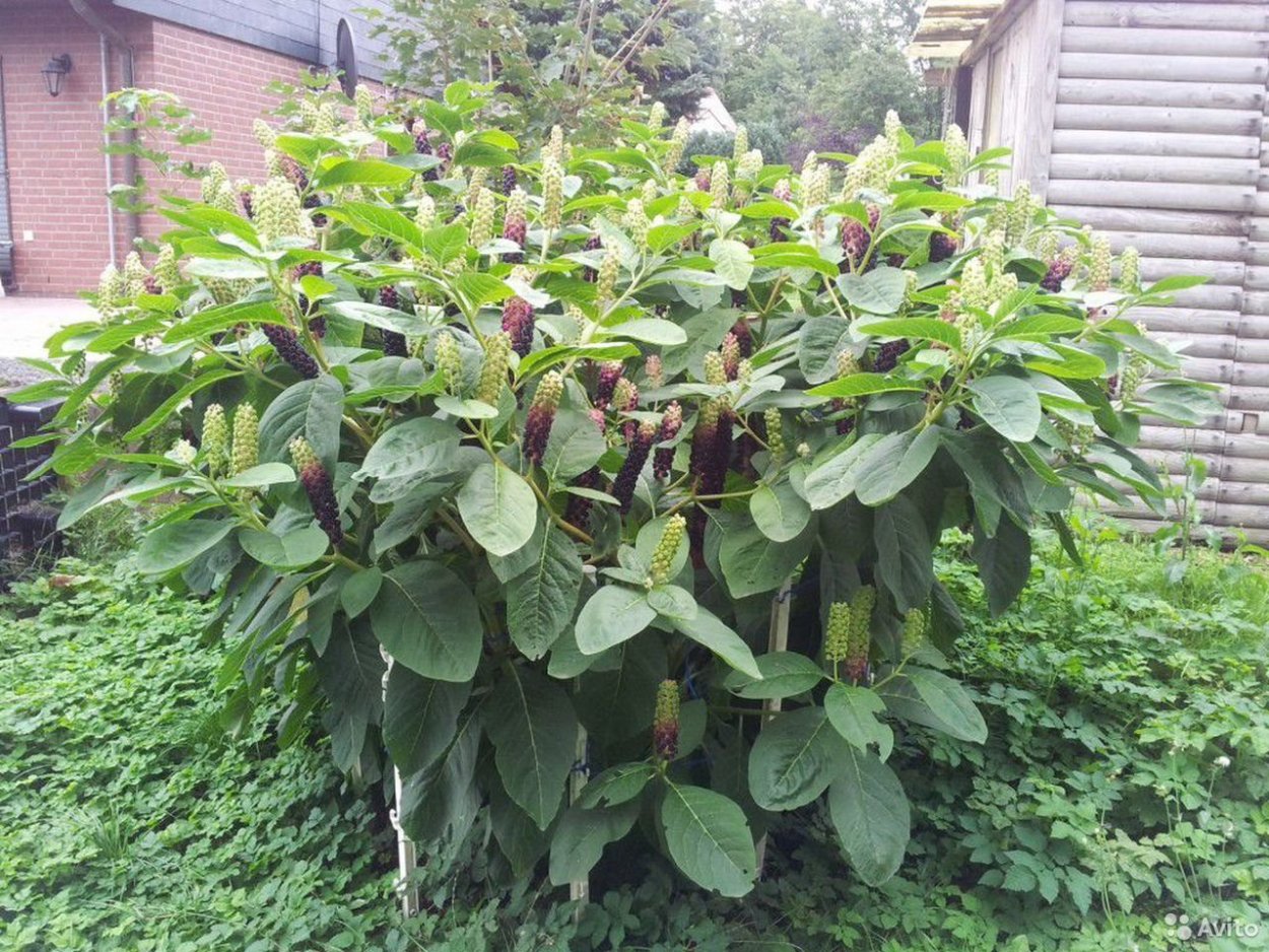 Лаконос куст