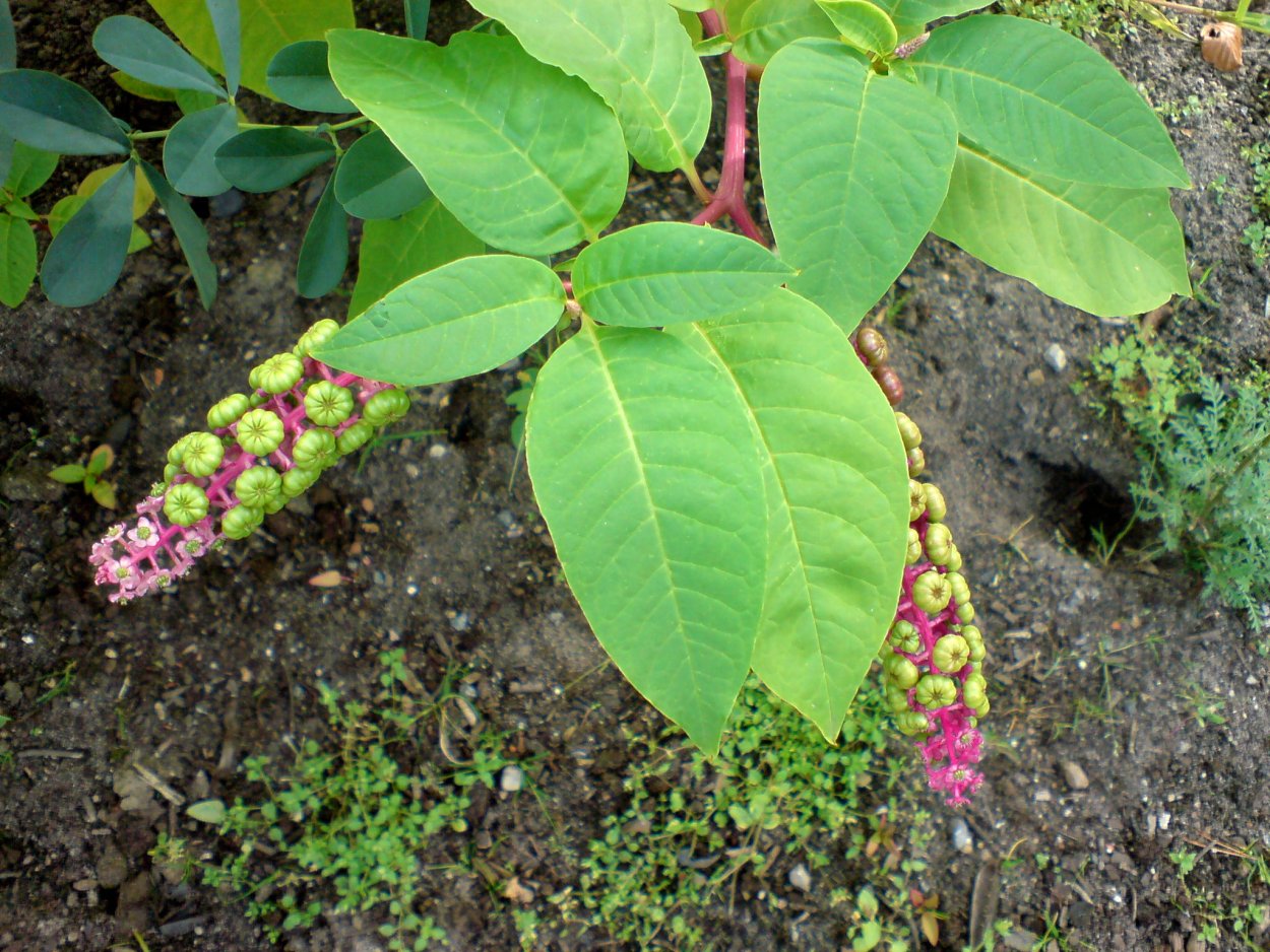 Ежевика соцветие