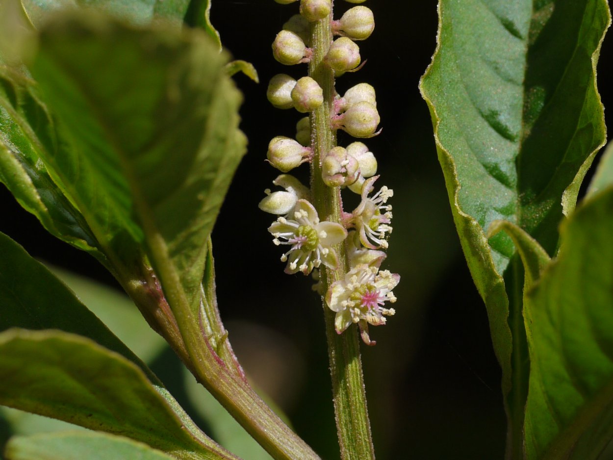 Беккер лаконос