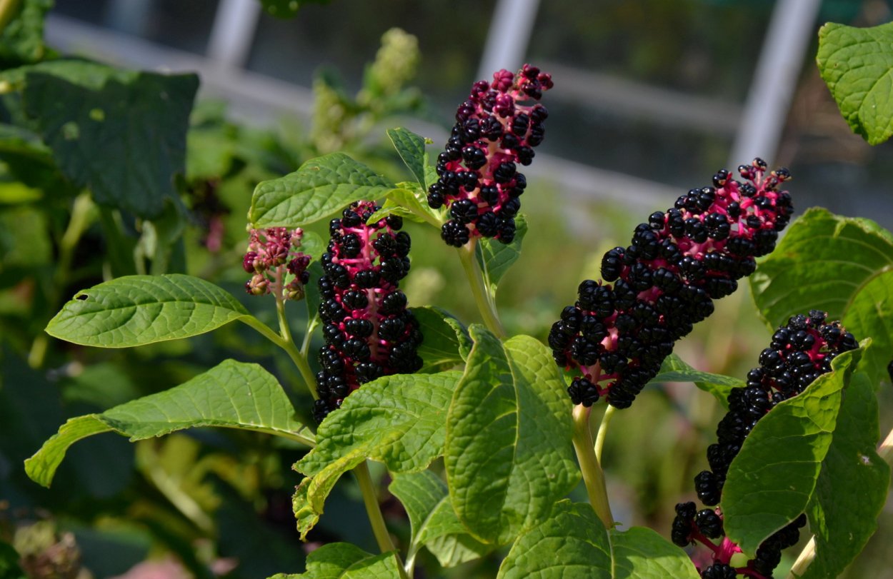 Фитолакка лаконос